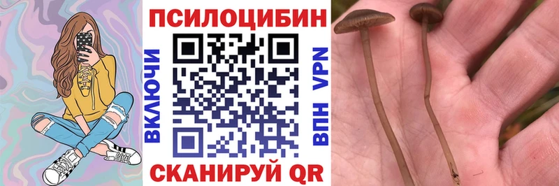 ОМГ ОМГ ТОР  купить наркотик  Заинск  Галлюциногенные грибы мицелий 